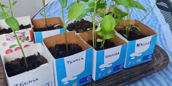 Taimien karaisu – näin totutat kasvit ulkoilmaan